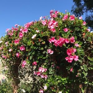 Meet your Posher, Marites